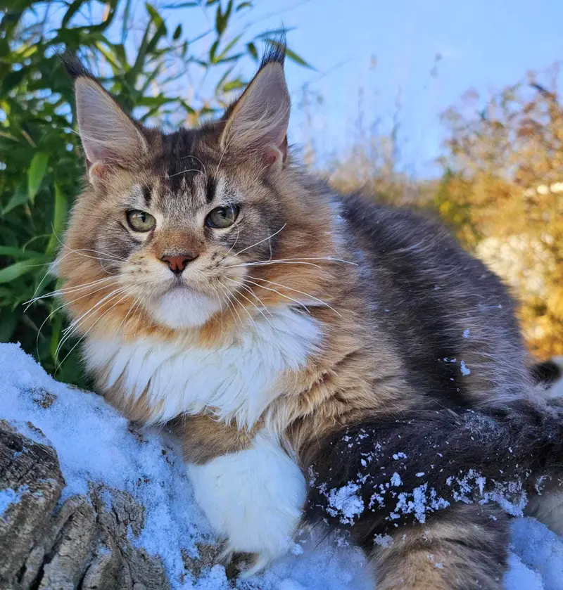 Black Golden Ticked Tabby with White - image from google (not my image)