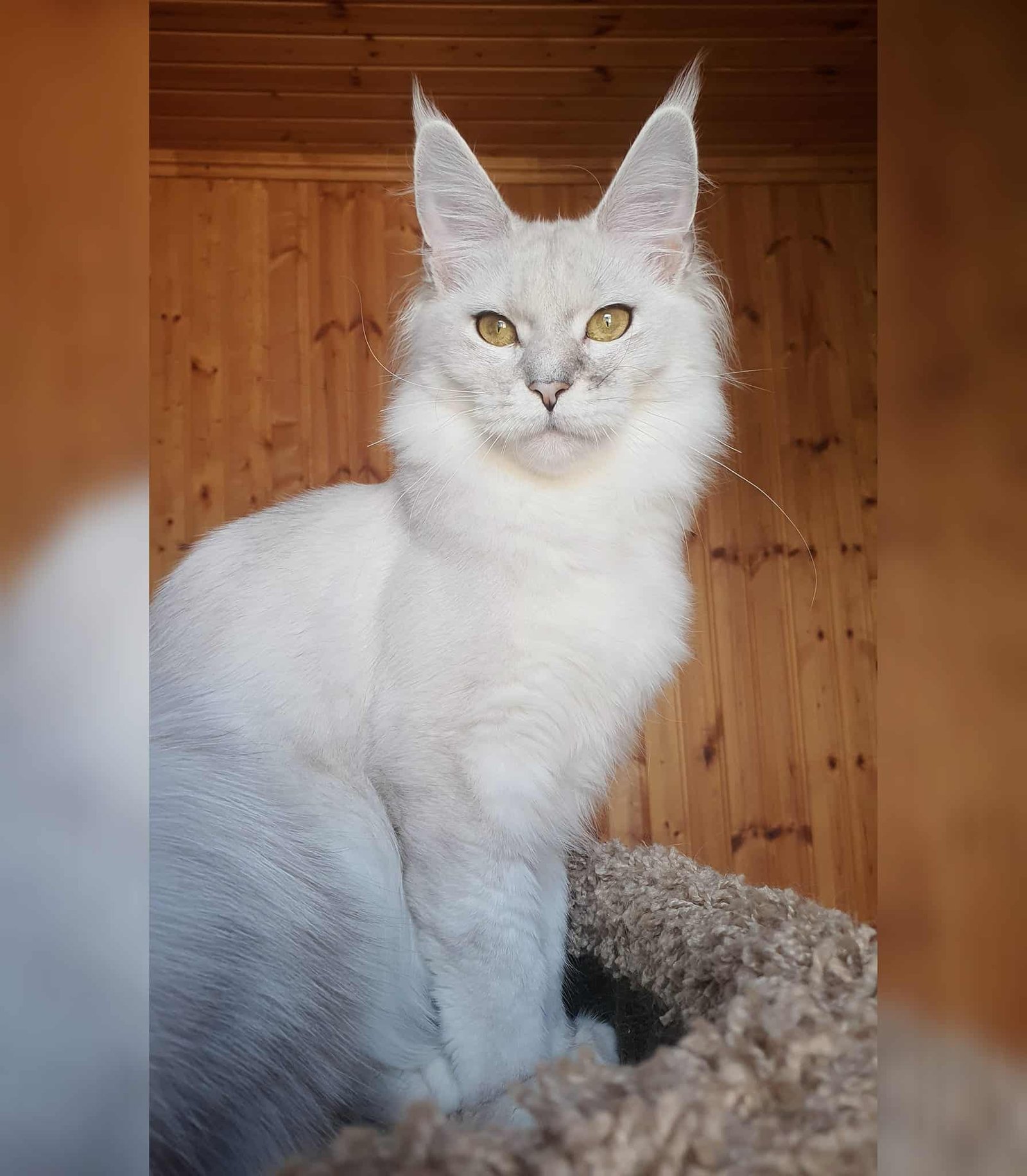 Black Shell Solid - image from google (not my own)