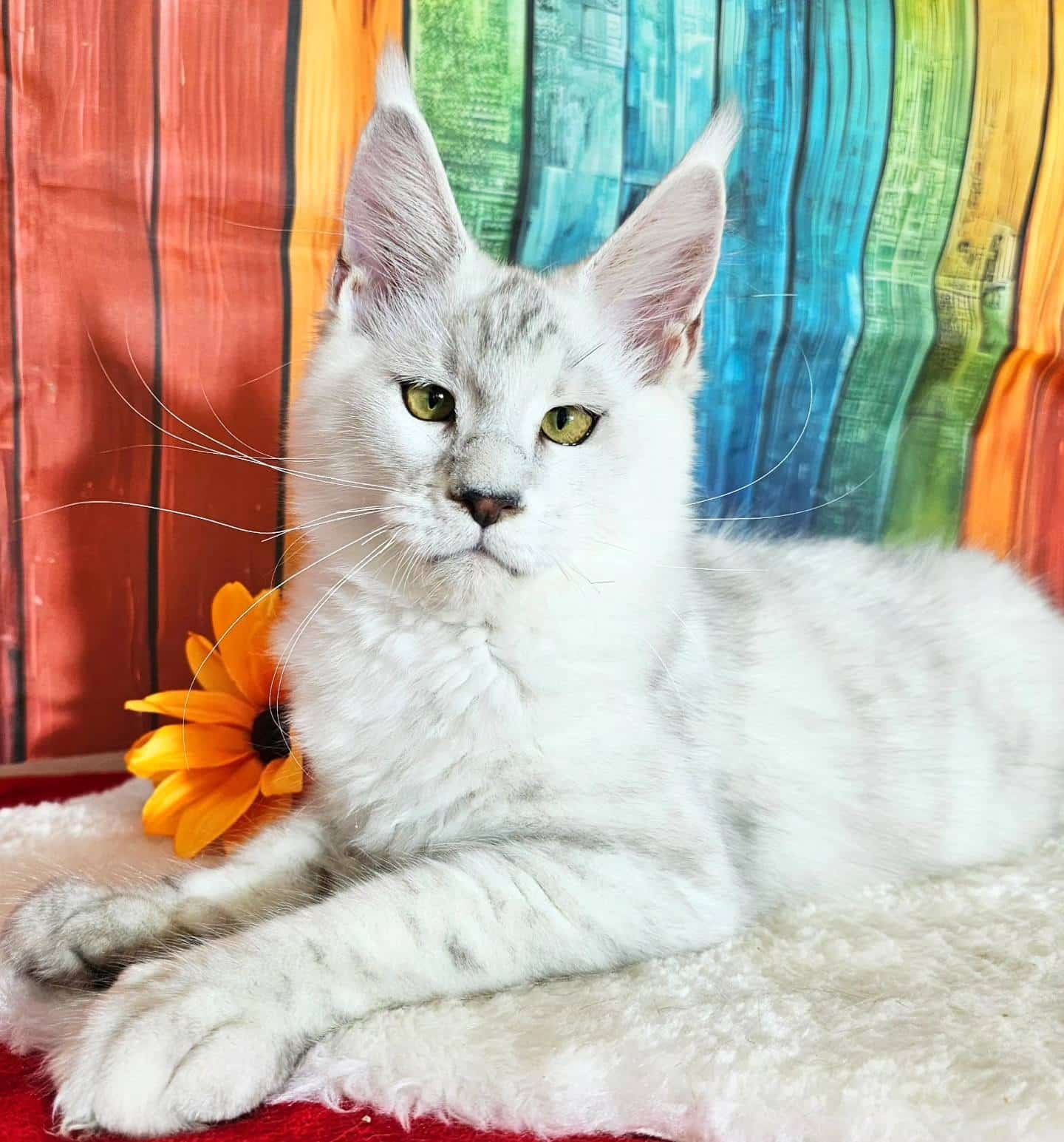 Black Silver Classic Shaded - image from google (not my own)