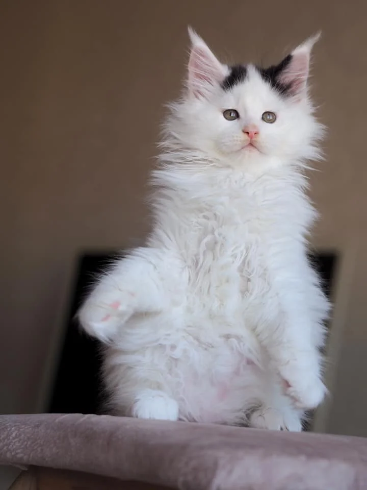 Greek Garden Maine Coons