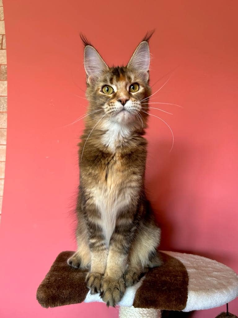 Black Golden Ticked Tabby - image from google (not my own)