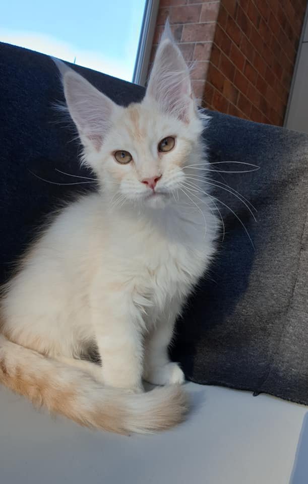 Red "High Silver" Mackerel Tabby - image from google (not my cat)