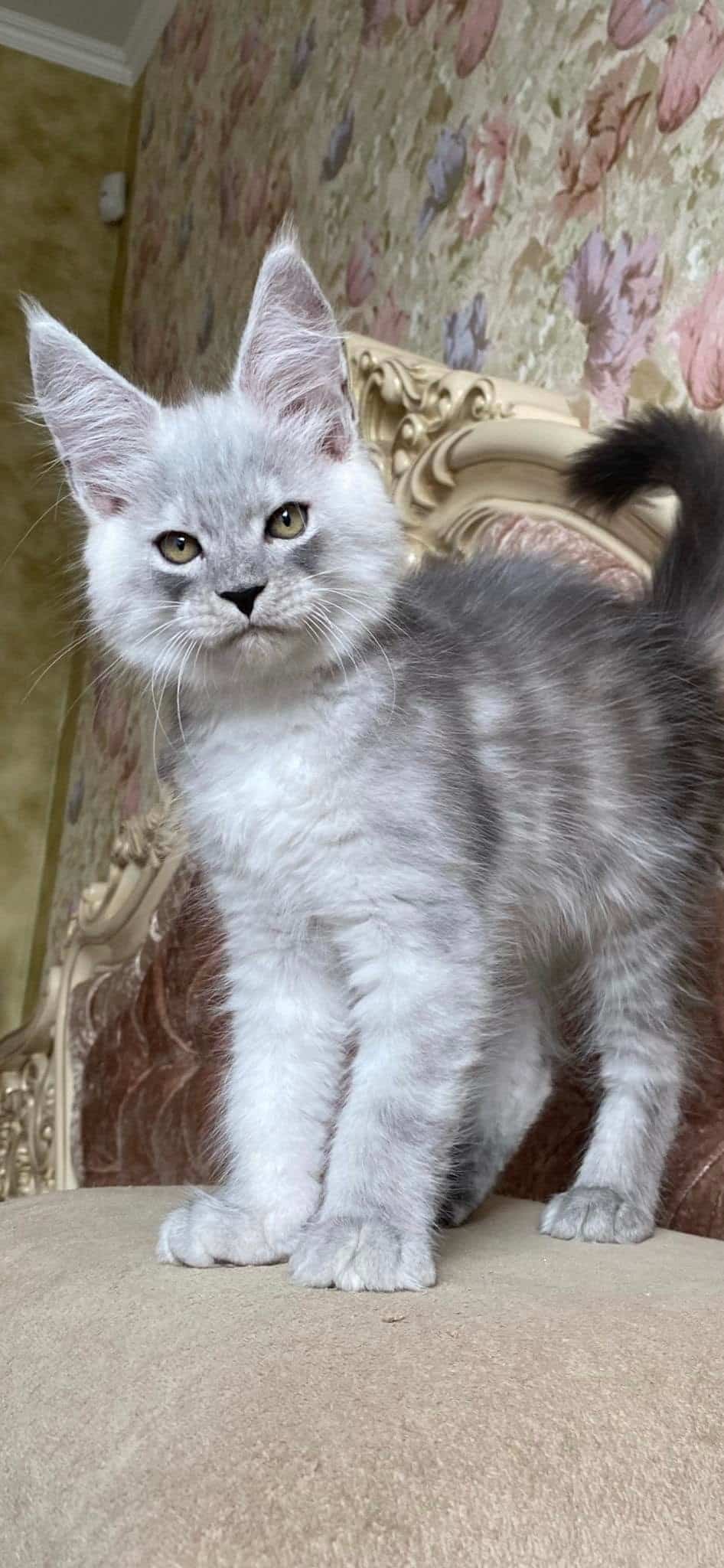 Black "High Smoke" Solid - image from google (not my own)