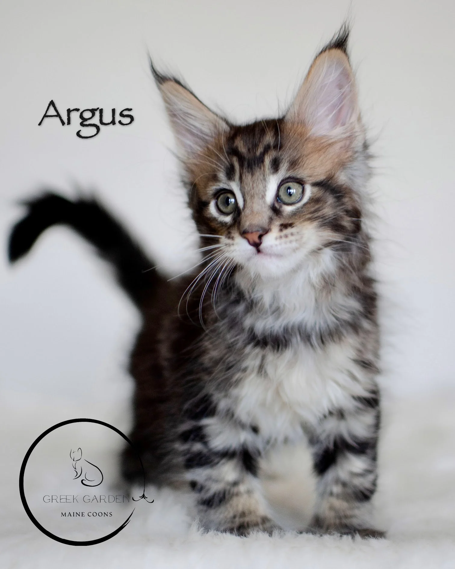 Maine Coon kitten available in Utah Polydactyl brown black classic tabby boy.