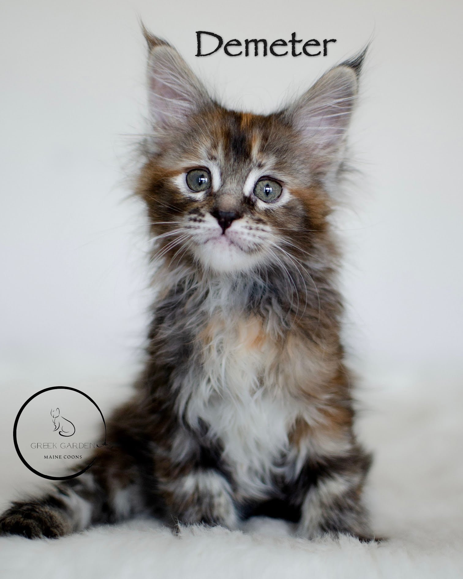 Maine Coon kitten with a teddy bear face demeter greek garden maine coons black classic torbie kitten