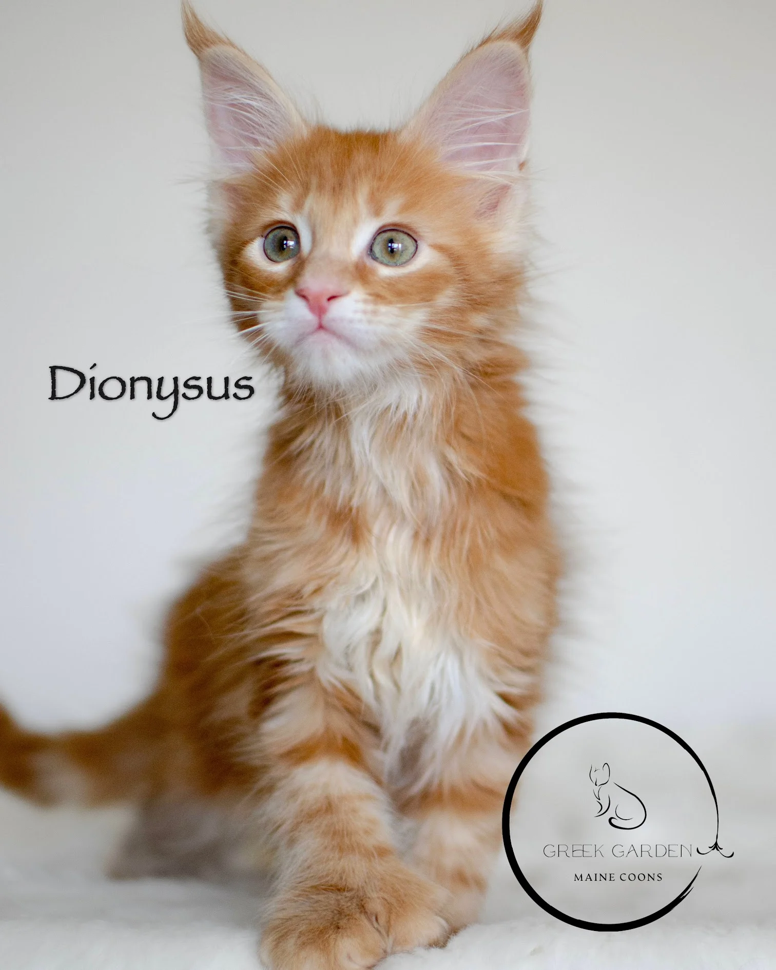 Red polydactyl male maine coon kitten orange cat.