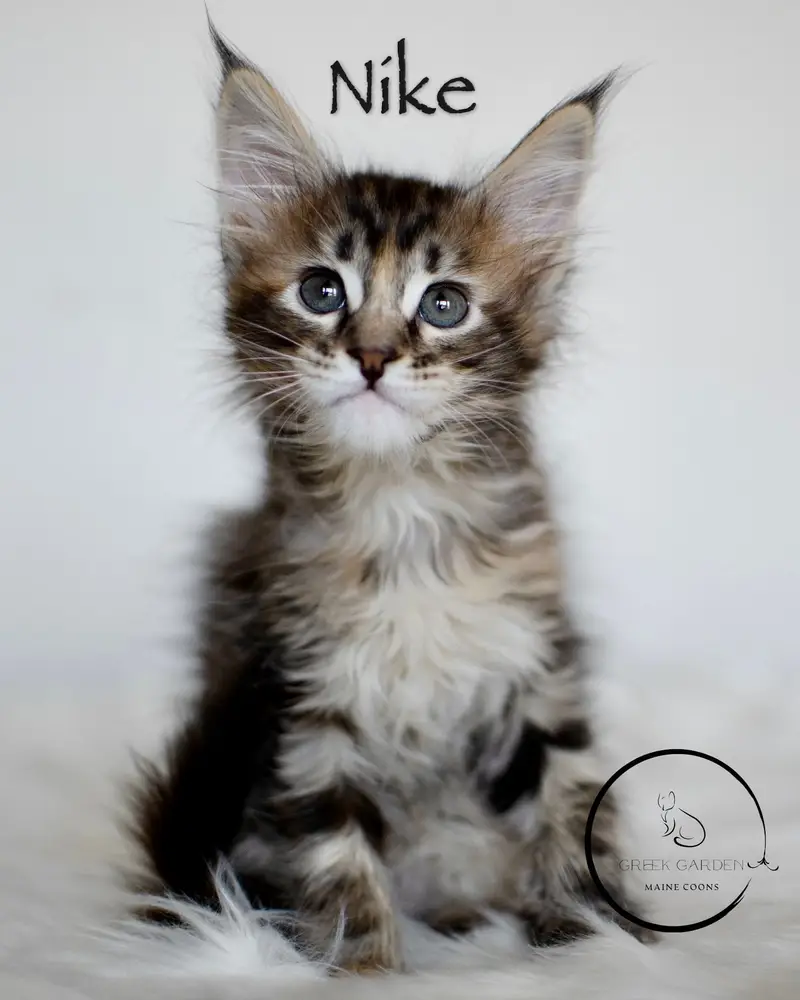 black classic torbie maine coon kitten nike california kittens available.