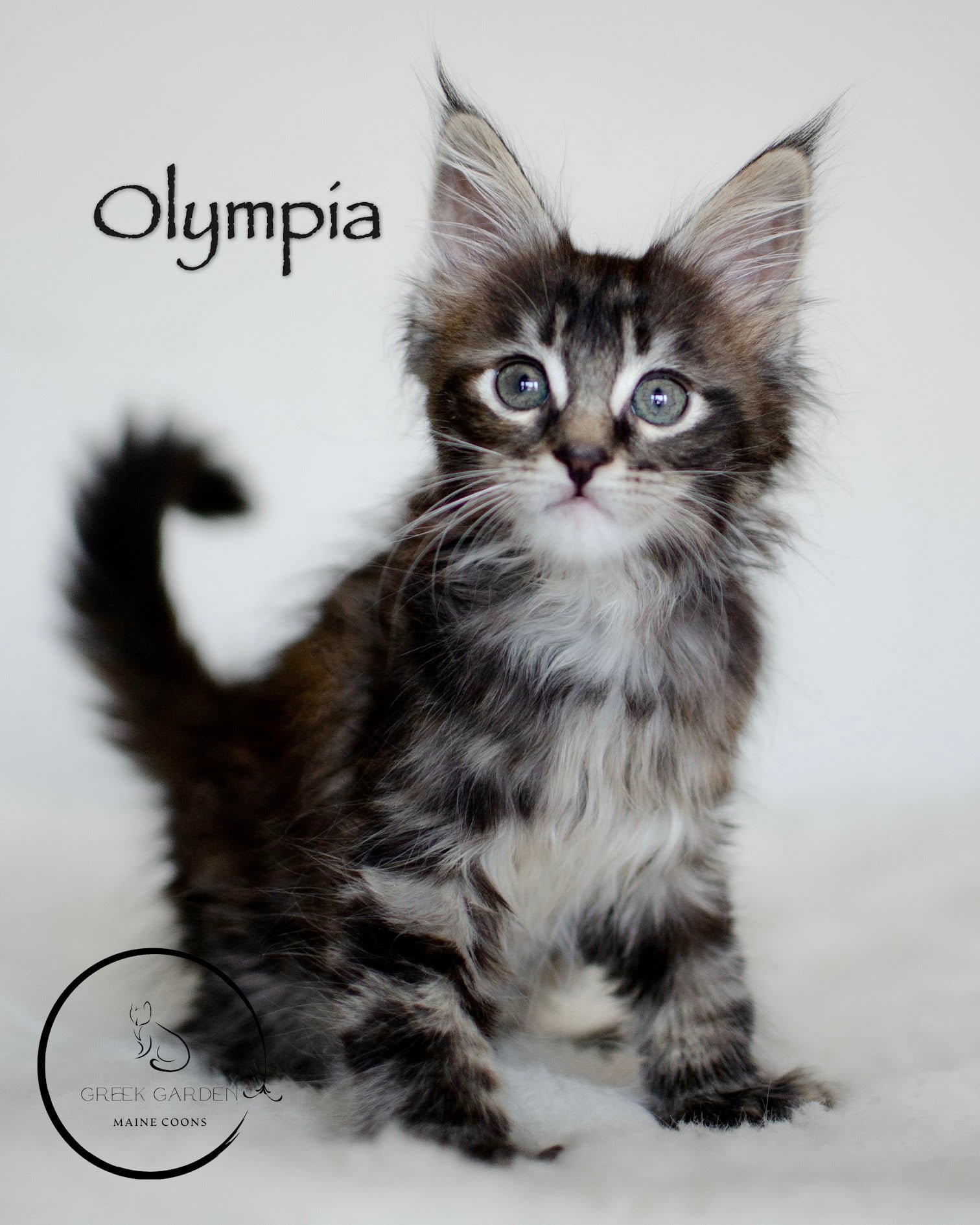 Maine Coon kitten for sale in Utah, California, Arizona, polydactyl maine coon female