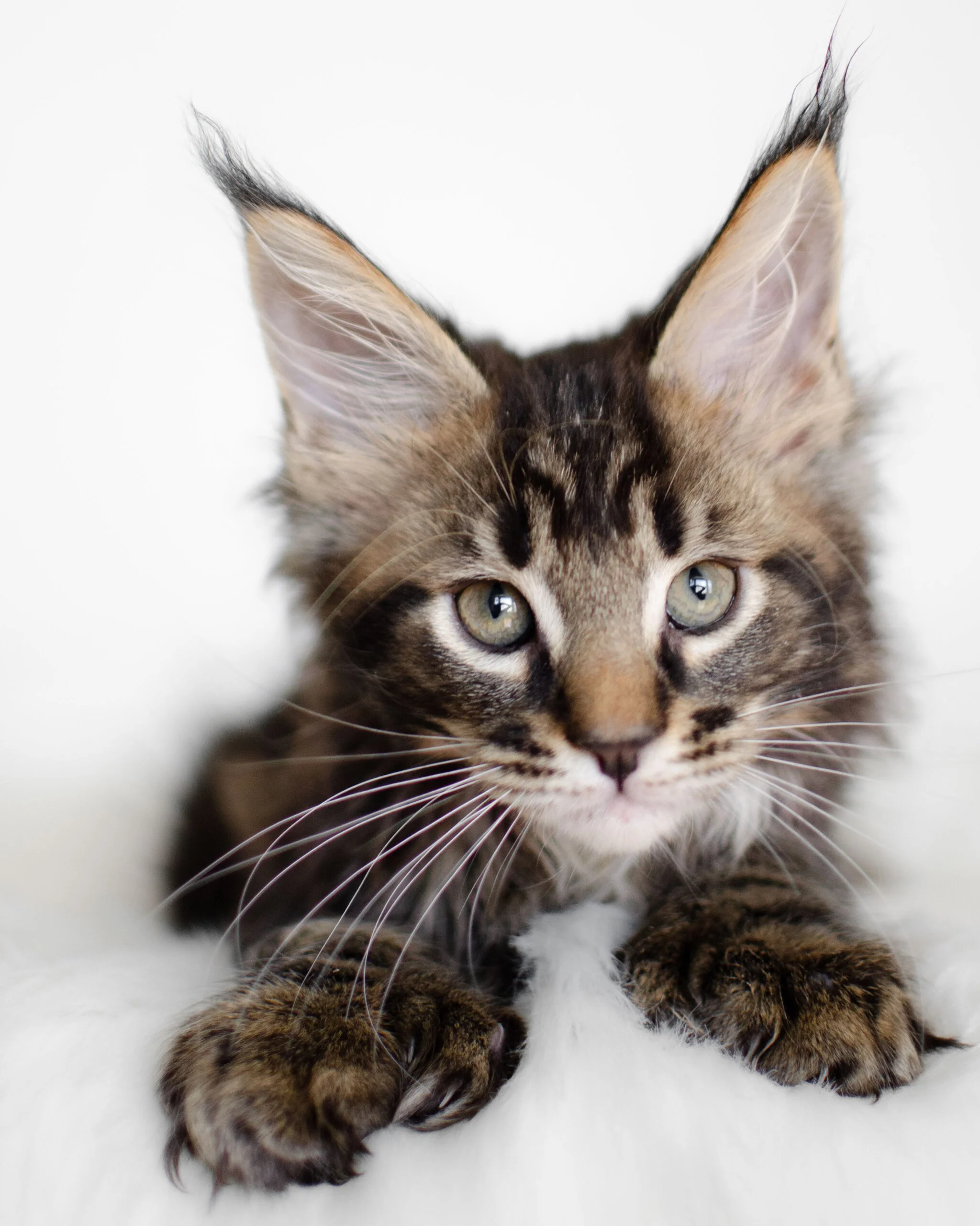 FAQs Frequently asked questions regarding health and genetic testing for Utah Maine coon cats.