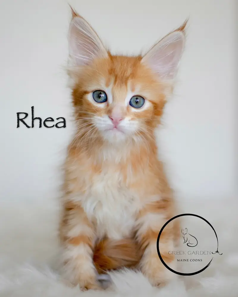 Rare red polydactyl female maine coon kitten available.