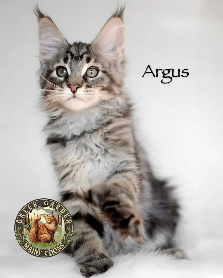 Argus 12 Weeks