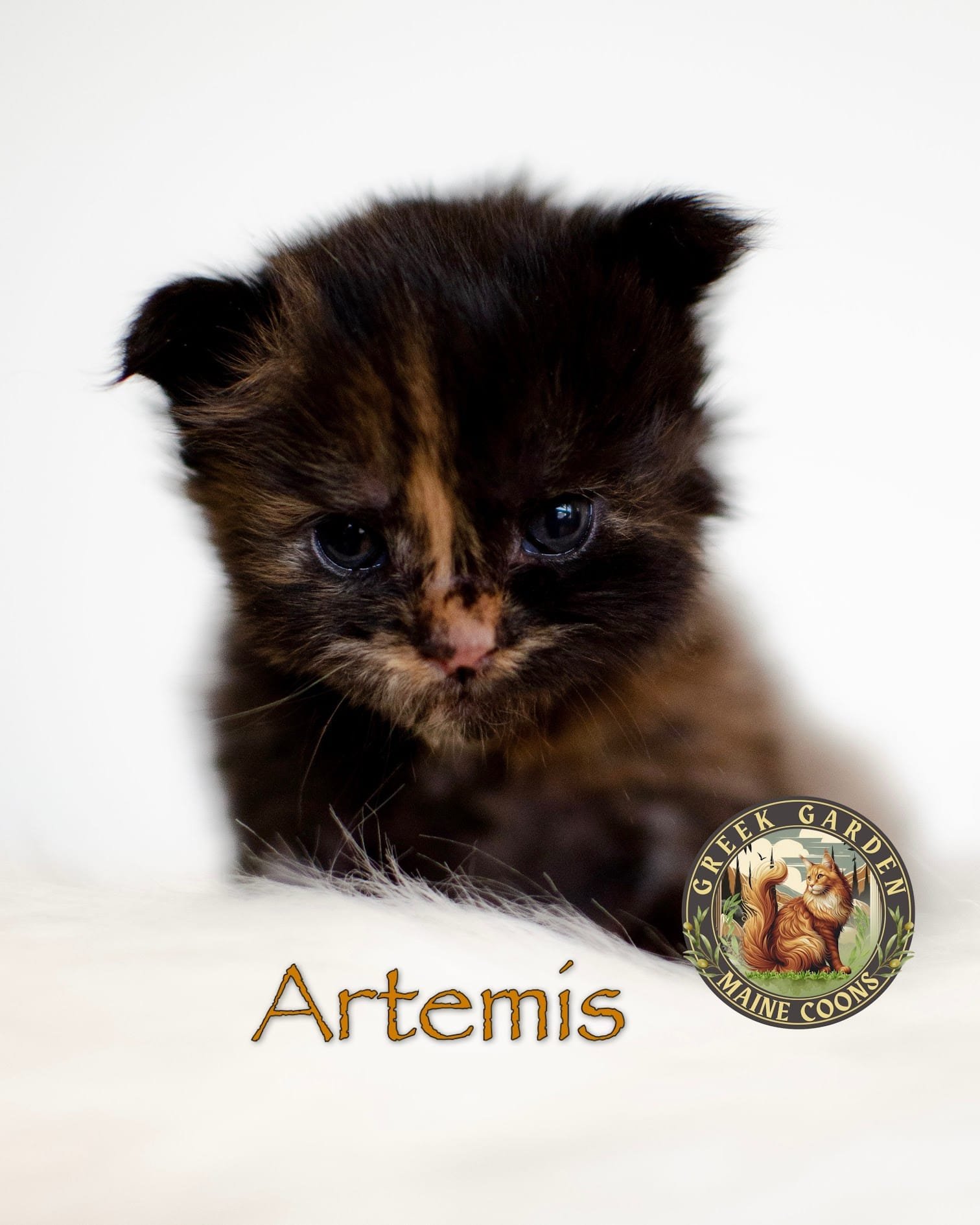 Artemis 2 Weeks