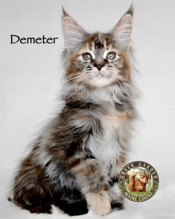 Demeter 12 Weeks