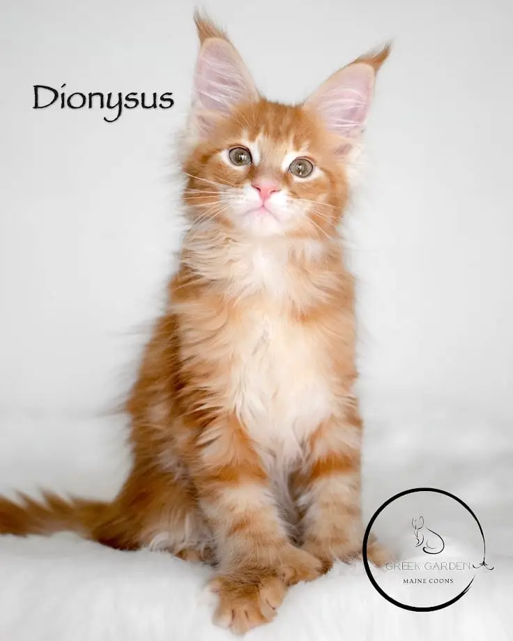 Dionysus 10 Weeks