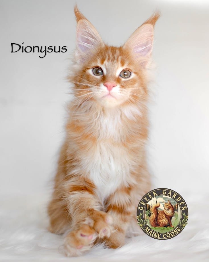 Dionysus 12 Weeks