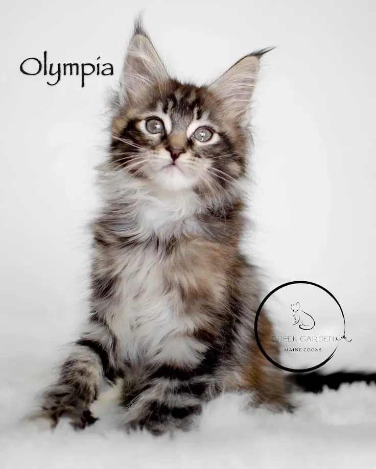 Olympia 10 Weeks