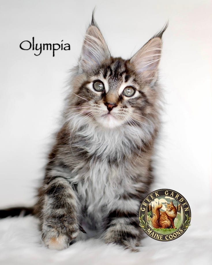 Olympia 12 Weeks