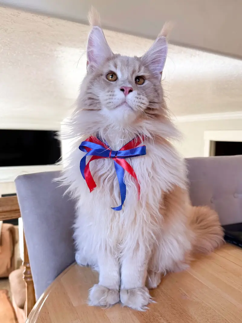 Utah's best maine coon breeder - what health issues are maine coons known for?