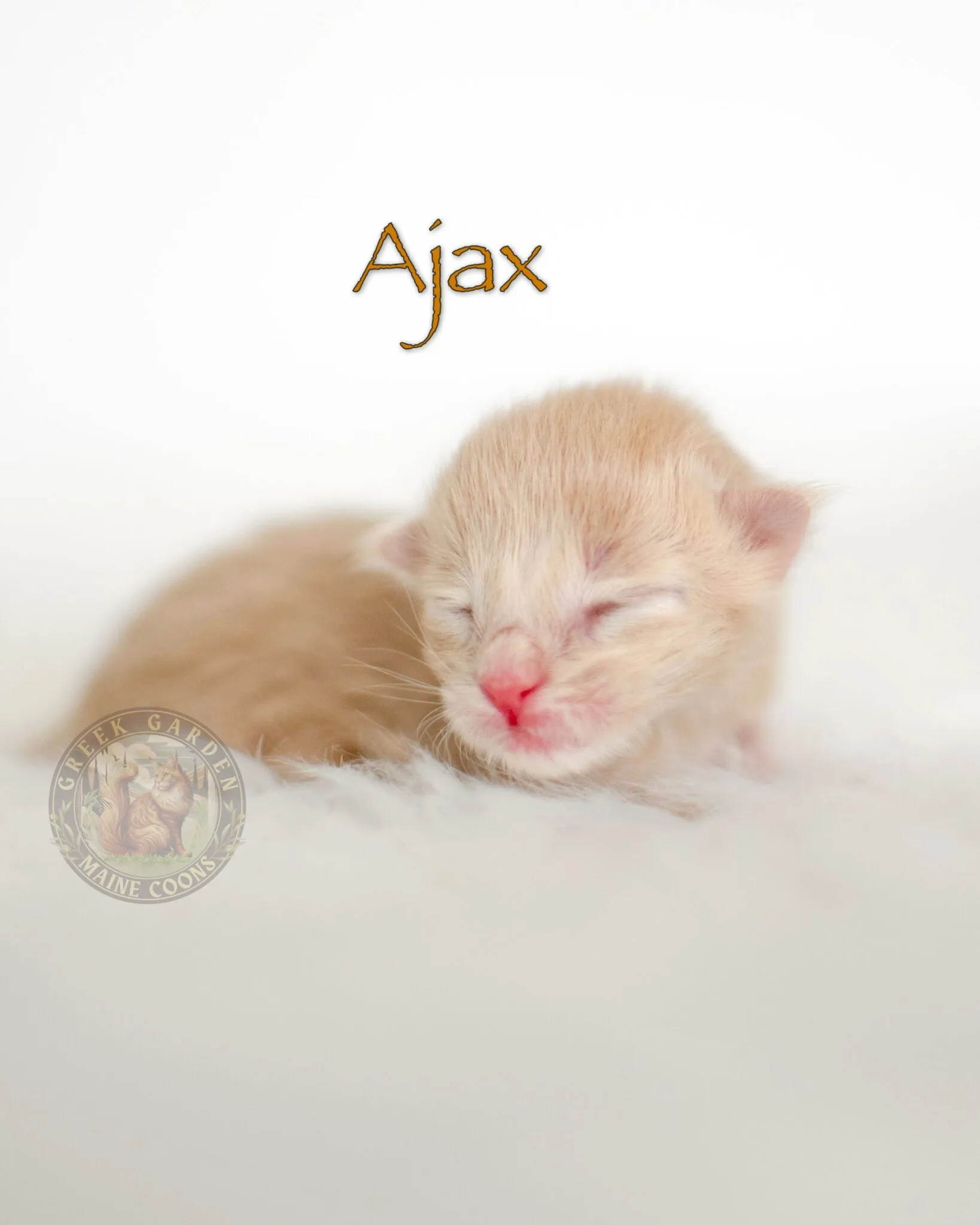 Newborn cream male Maine Coon kitten with pale, silky fur nestled in a soft towel.