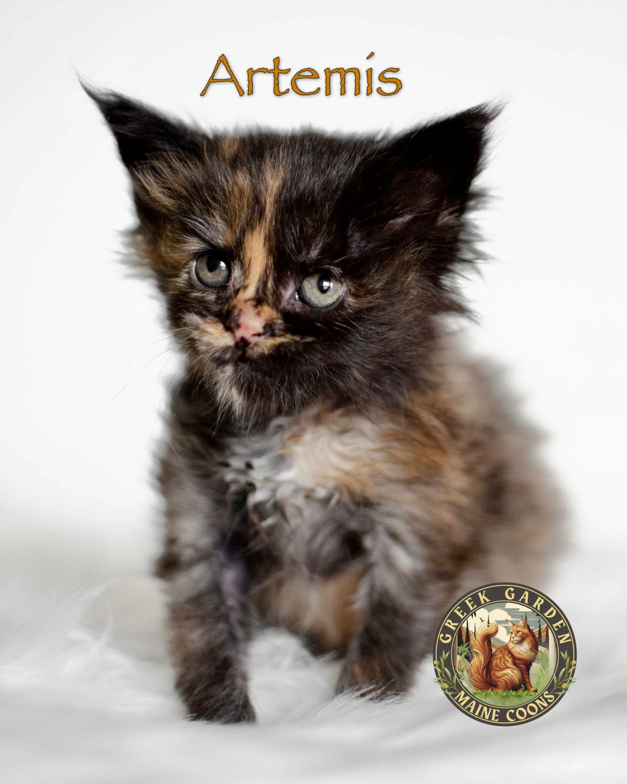 Adorable 4-week-old black tortie Maine Coon kitten exploring, showcasing early playful personality and unique tortoiseshell markings.