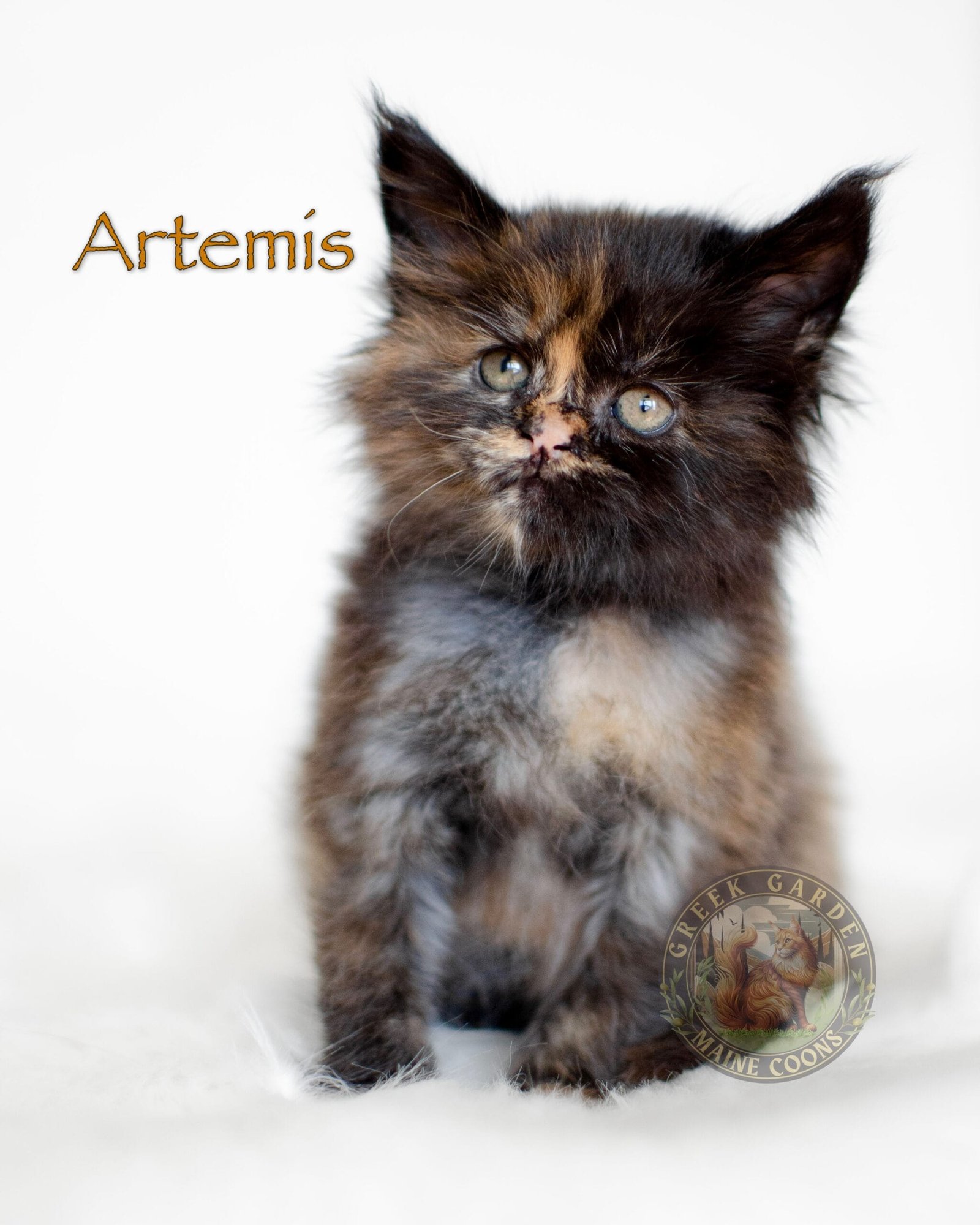 Beautiful 6-week-old black tortoiseshell Maine Coon kitten with striking tortoiseshell patterns, sitting alertly with fluffy coat detail.