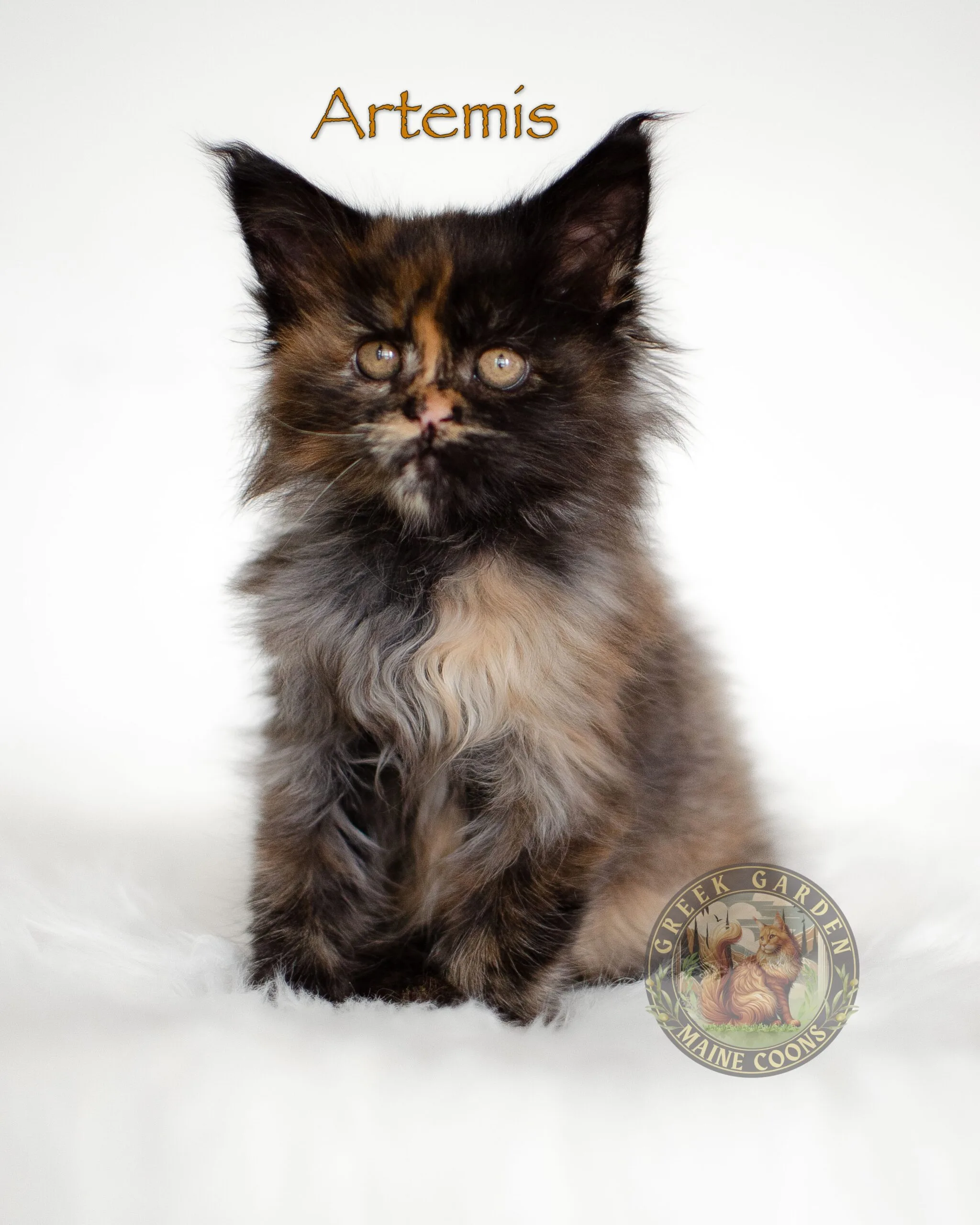 Charming 8-week-old black tortie Maine Coon kitten with vibrant tortoiseshell coloring, exuding confidence and curiosity.