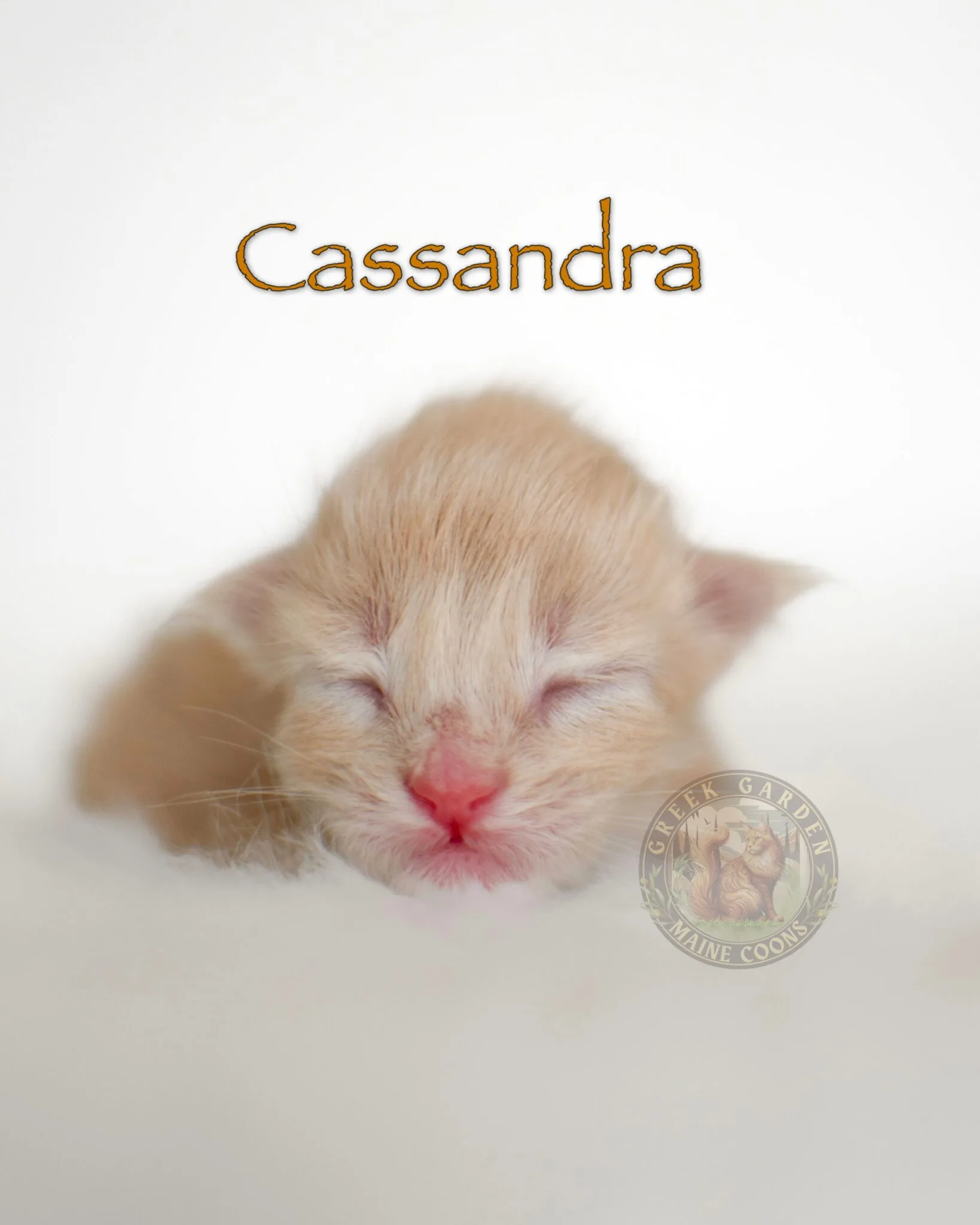 Tiny cream female Maine Coon kitten sleeping soundly in a warm, plush nest.