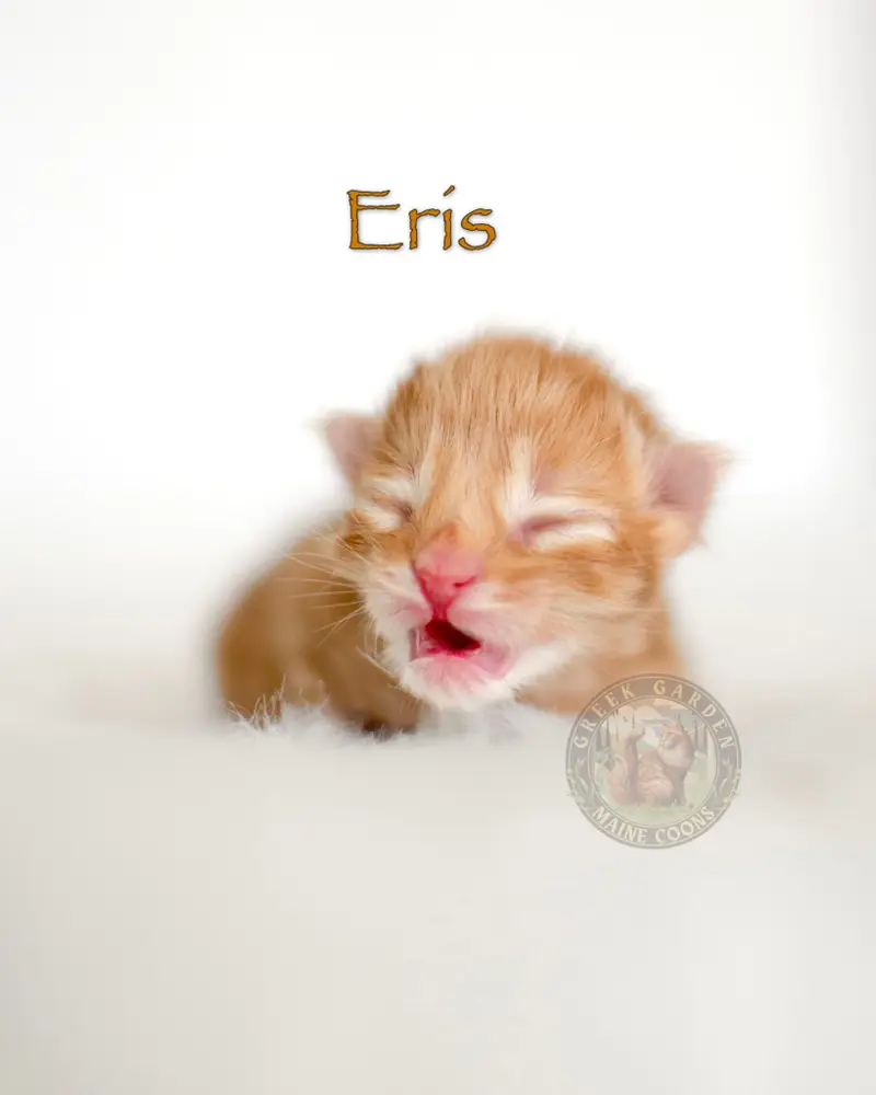 Newborn red female Maine Coon kitten snuggled close with siblings in a cozy nest.