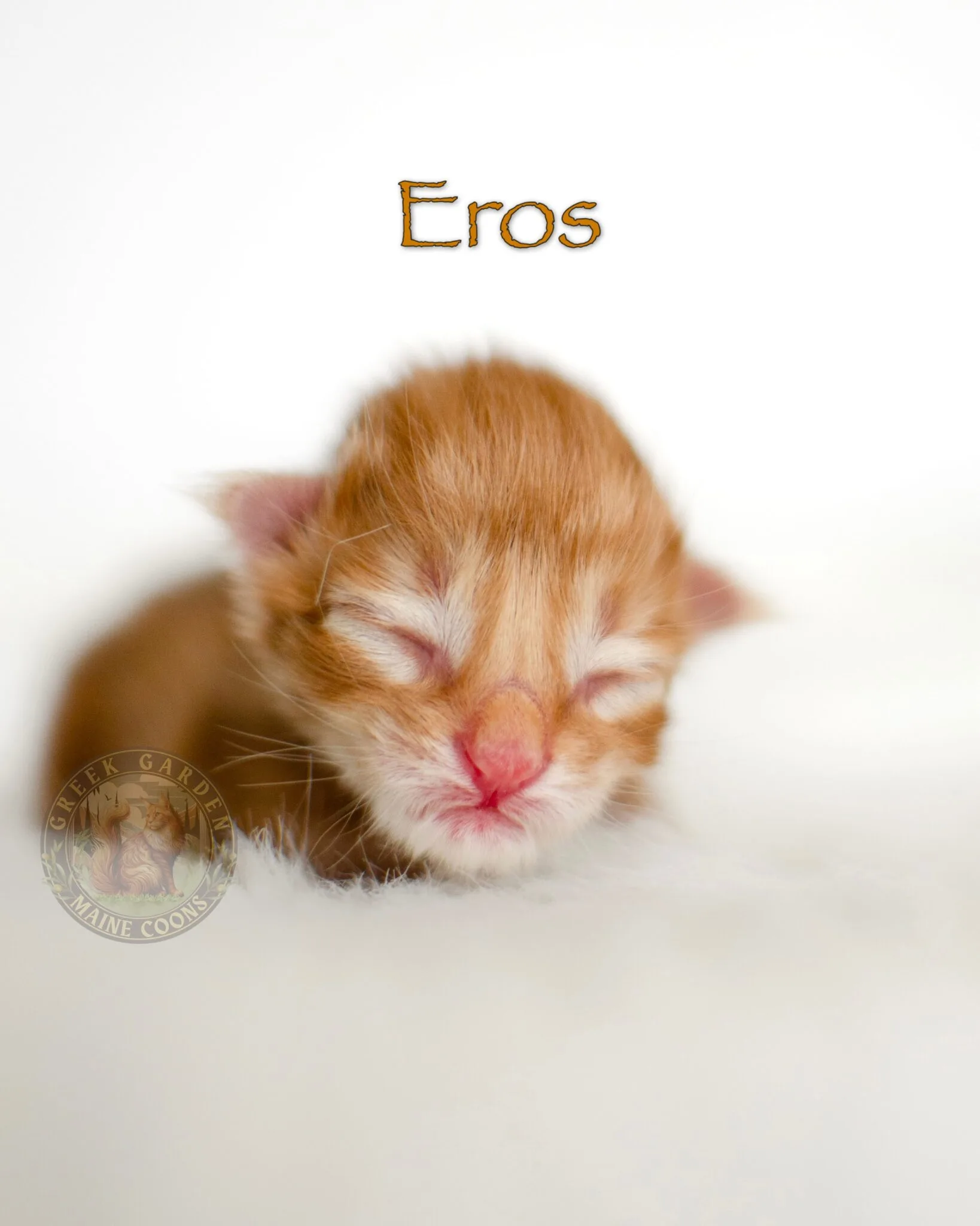 Tiny red male Maine Coon kitten nestled in a warm blanket, resting peacefully.