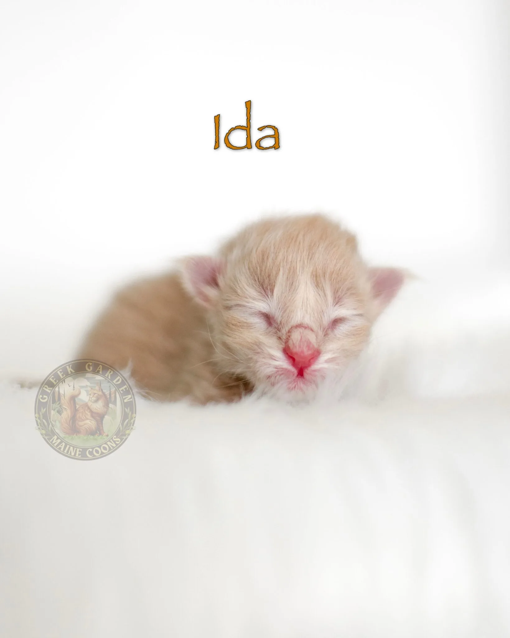 Newborn cream female Maine Coon kitten with soft, pale fur curled up in a cozy bed.