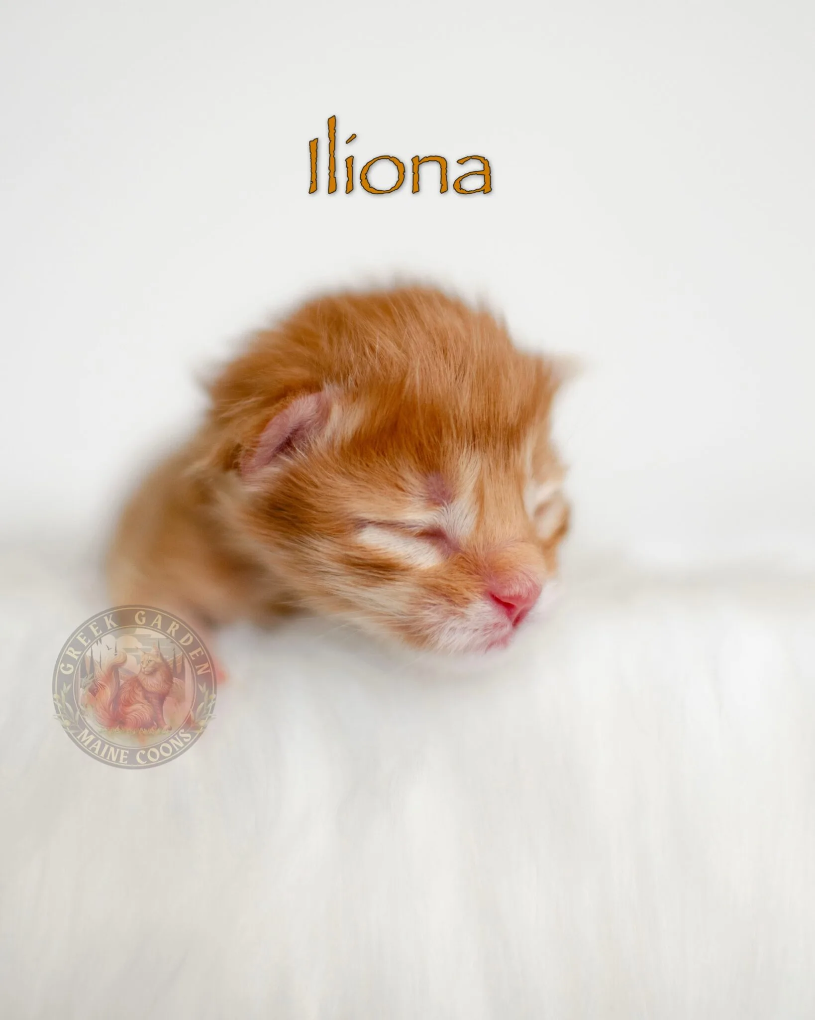 Newborn red female Maine Coon kitten with vibrant orange fur cuddled in soft bedding.