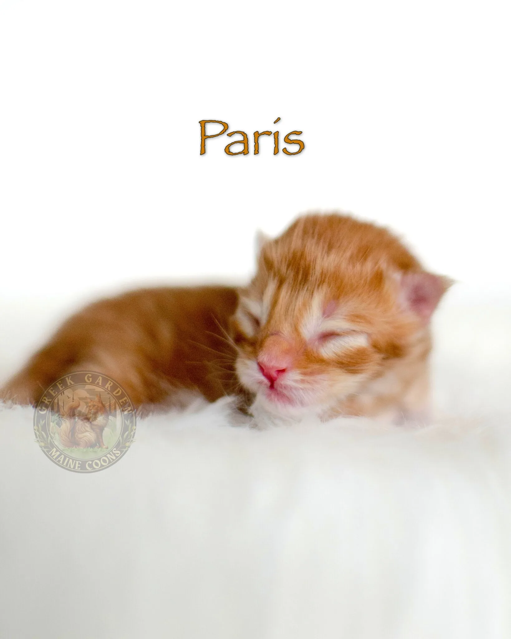 Newborn red male Maine Coon kitten with bright ginger fur and closed eyes.