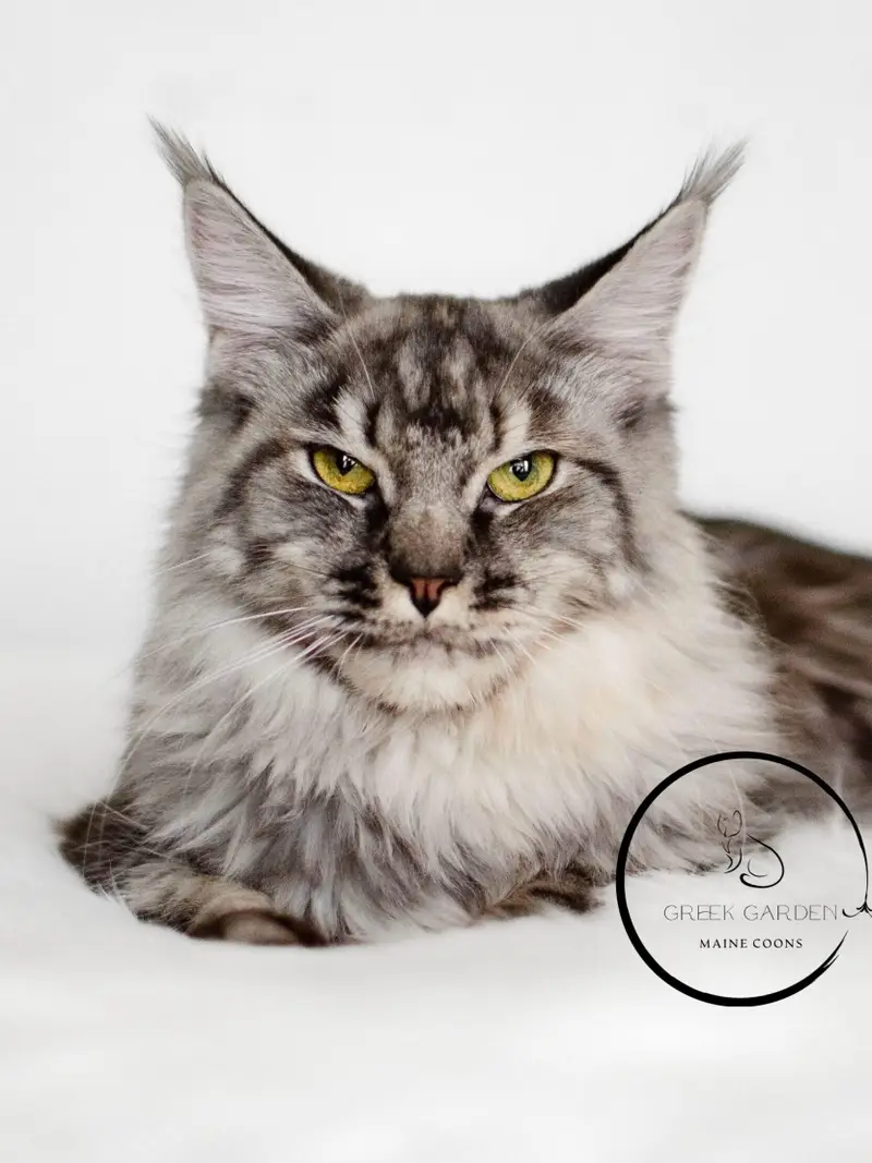 One-year-old black silver torbie female Maine Coon with striking tabby patterns and a luxurious coat.