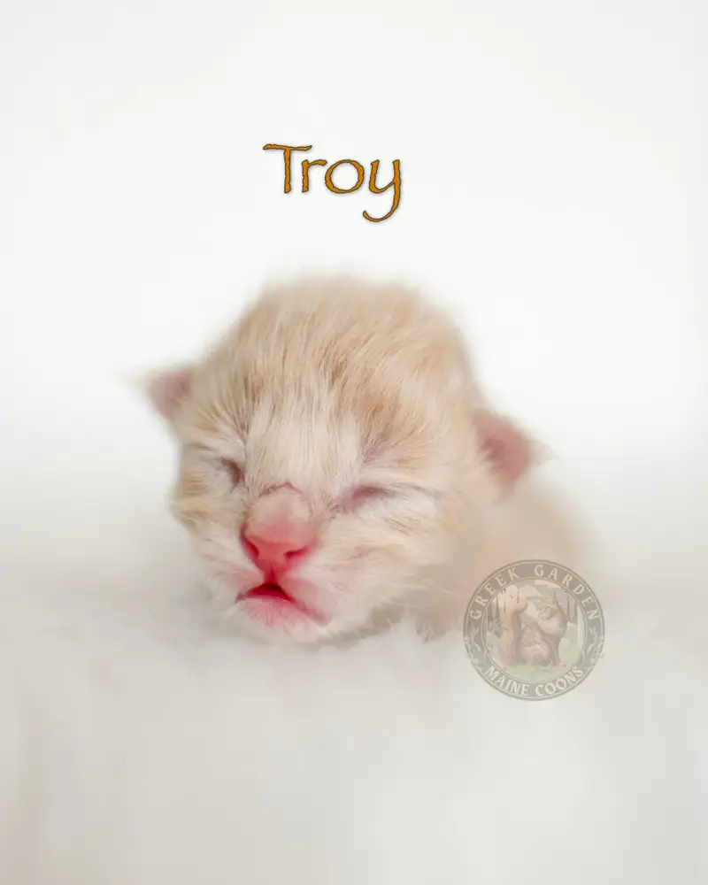 Newborn cream male Maine Coon kitten lying on a plush blanket, eyes closed.