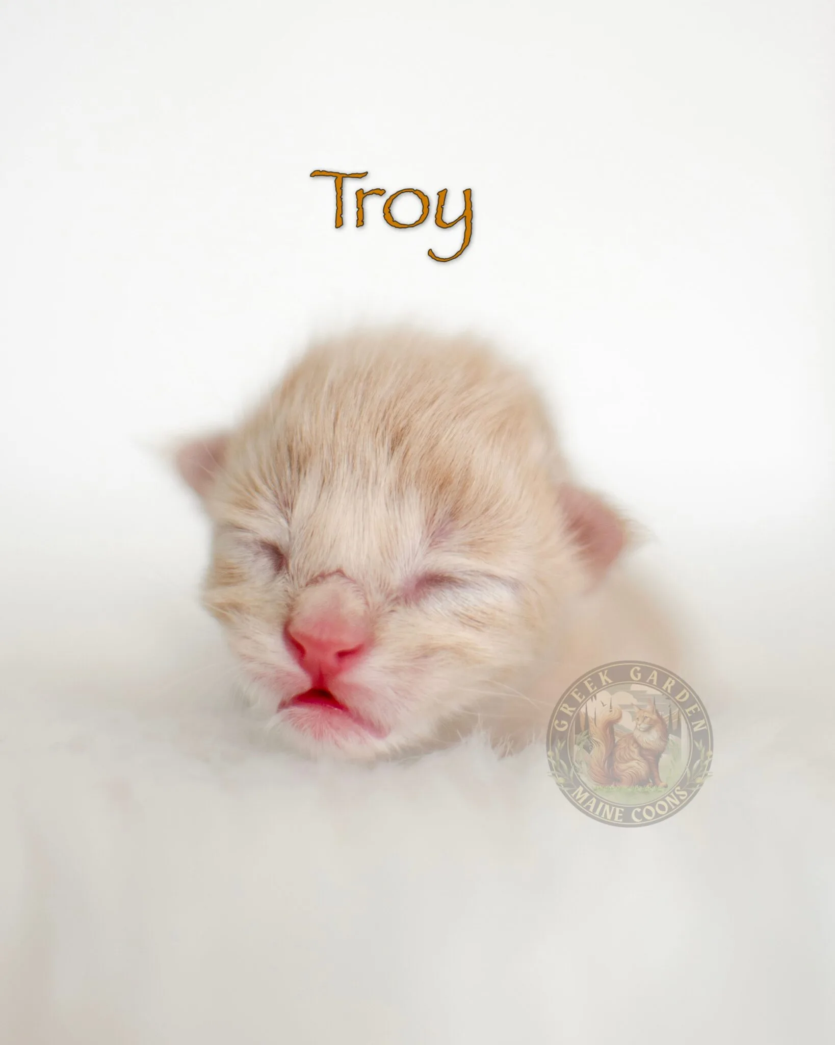 Newborn cream male Maine Coon kitten lying on a plush blanket, eyes closed.