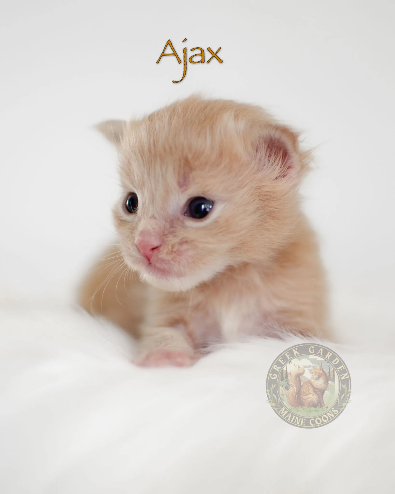 European maincoon kitten from utah breeder.