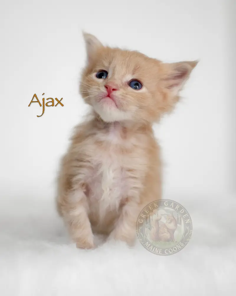 Cream Maine Coon kitten resting on a soft white blanket, available from a Maine Coon cattery near Salt Lake City.