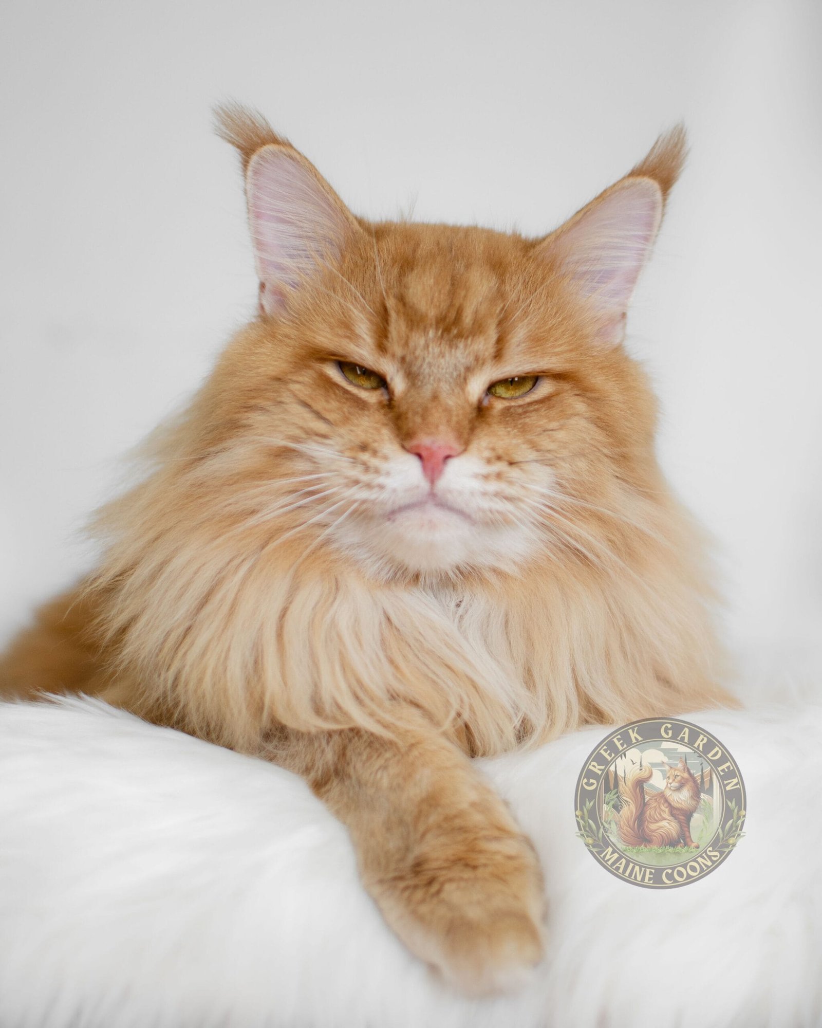 Red Maine Coon Kings Cat from Top Breeders in Utah – Champion Purebred Red Maine Coon Cats.