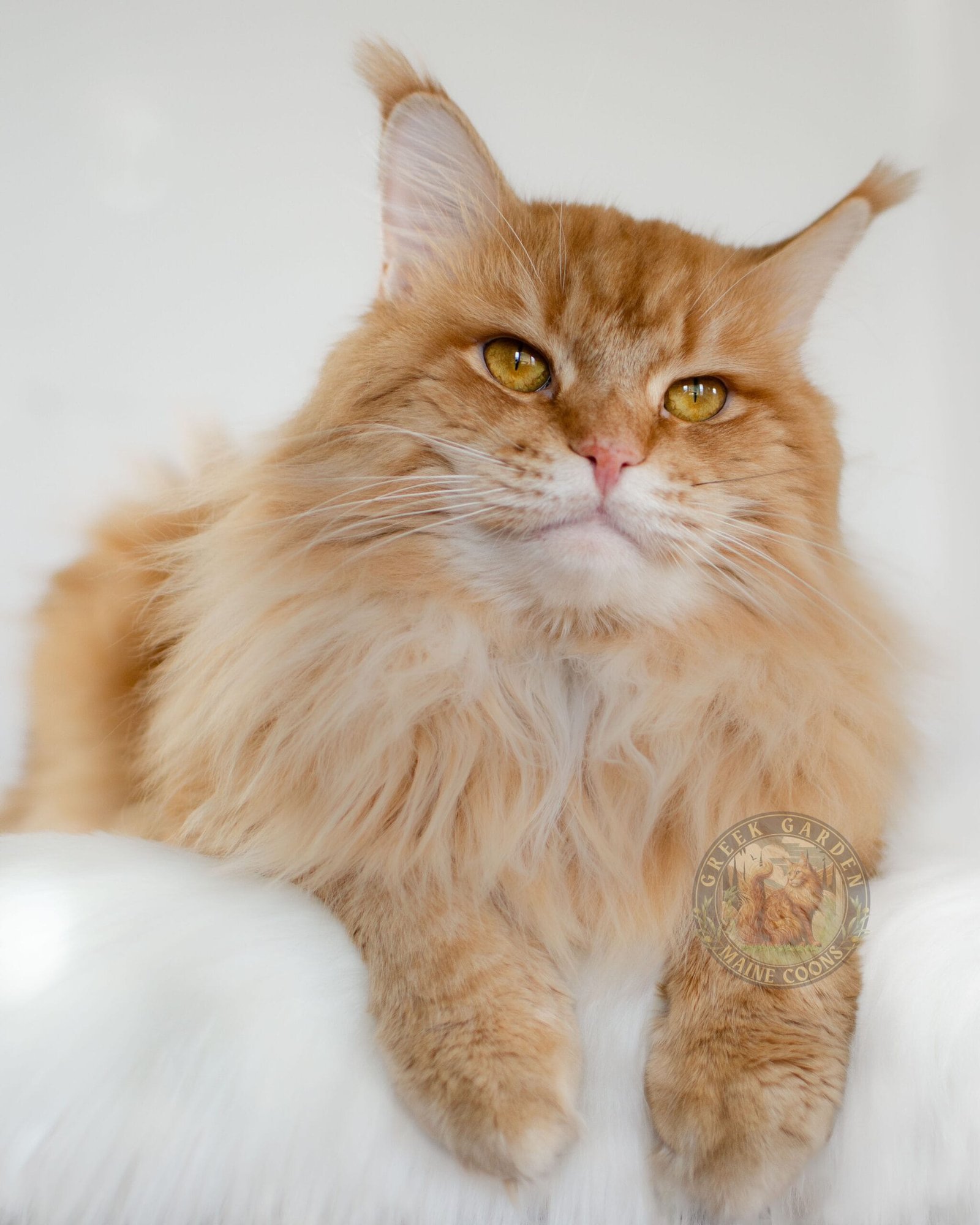 Orange cat Maine Coon resting beside a scratching board, ready for adoption into a loving home.