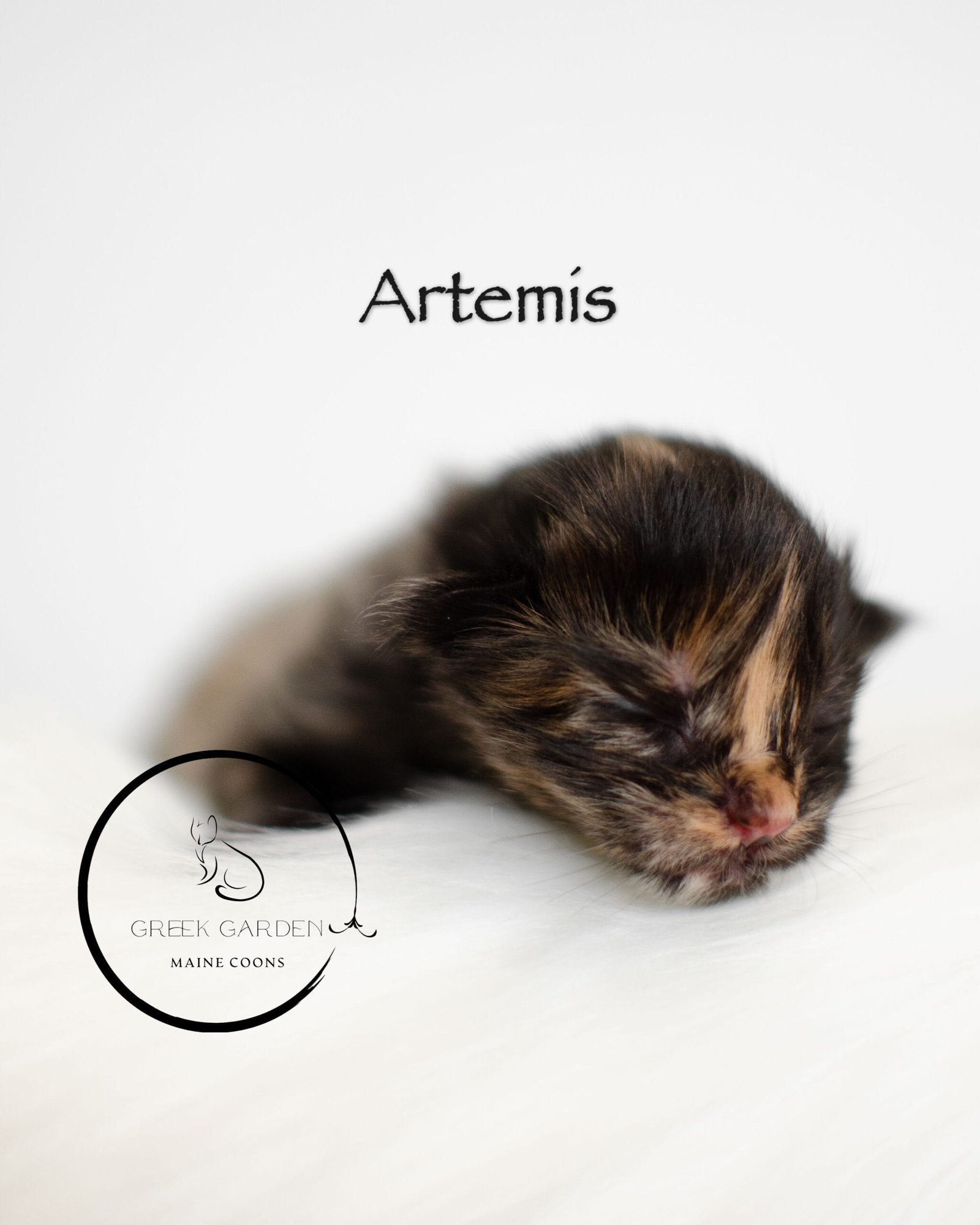 Fluffy maine coon kittens for sale under $1000 with stunning markings, bred for playfulness and gentle temperaments.
