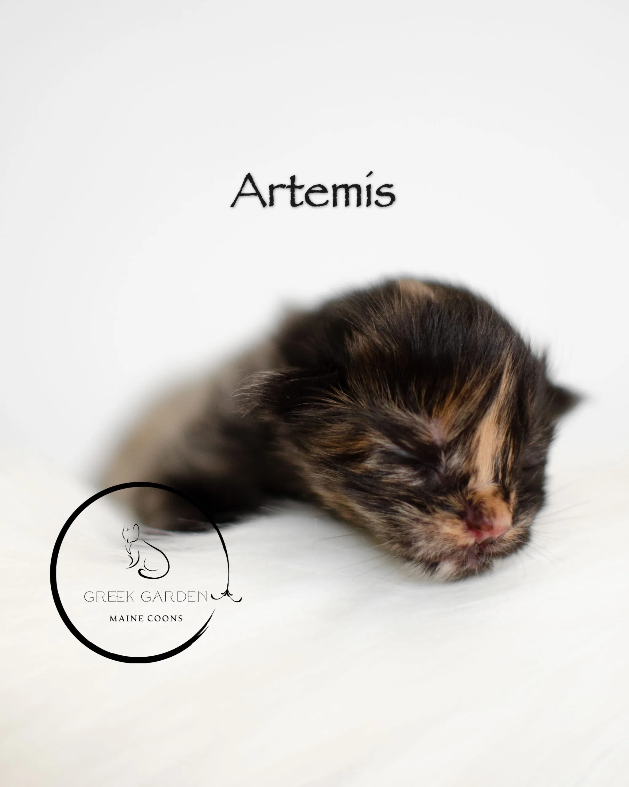 Artemis Newborn