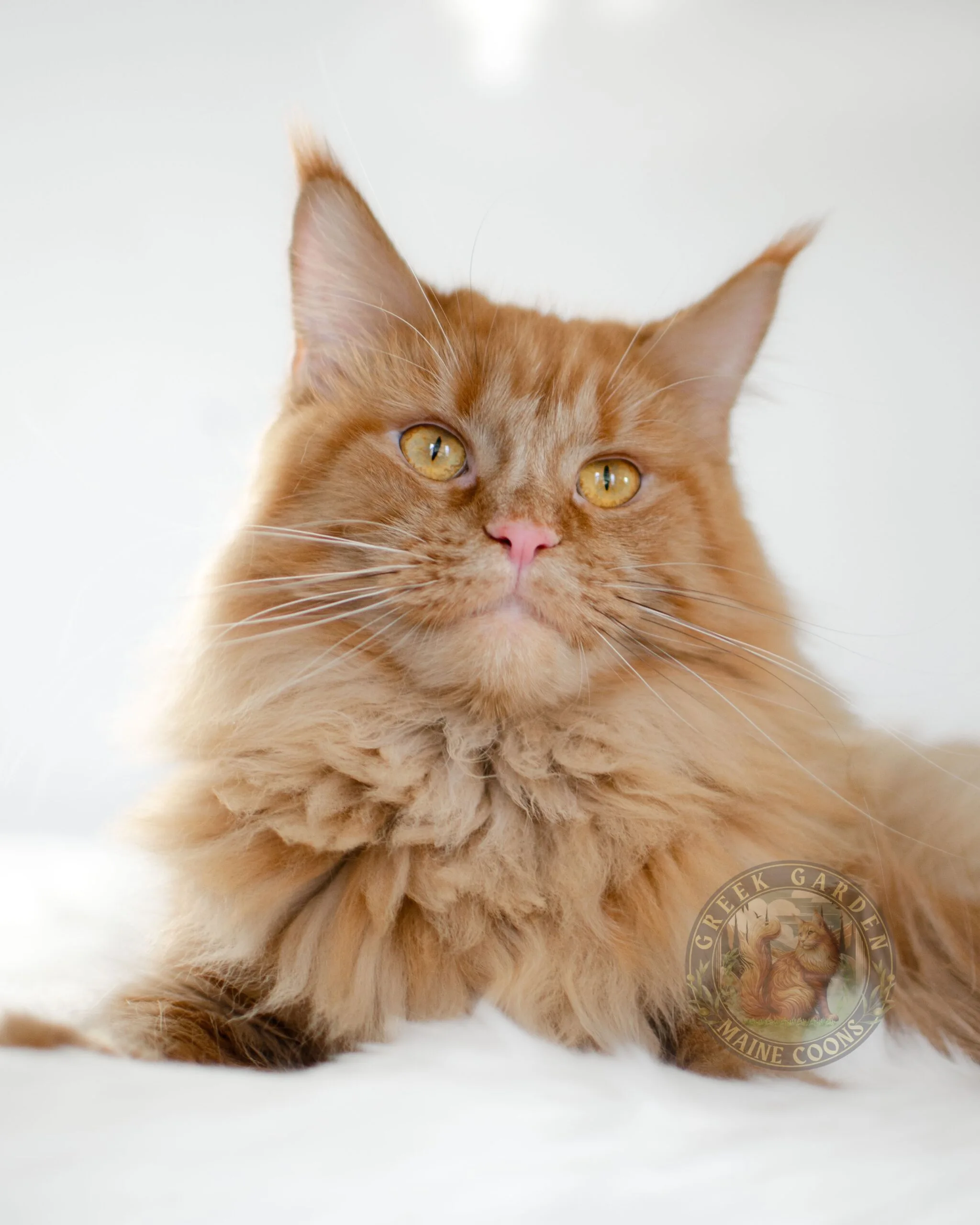 Athena red solid maine coon female, queen of greek garden maine coons. Utah's best trusted maincoon breeder.