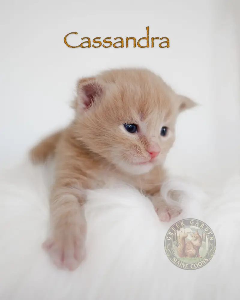 Cream Maine Coon kitten resting on a soft white blanket, available from a Maine Coon cattery near Salt Lake City.