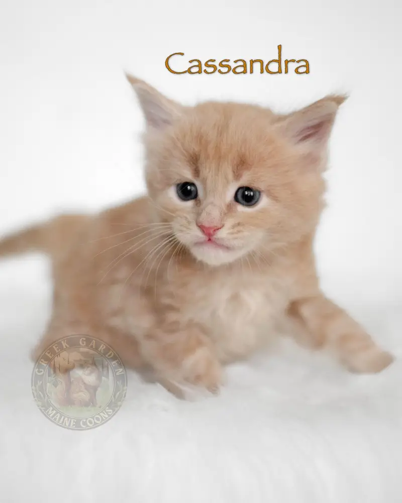 Fluffy red Maine Coon kitten, bred for quality and health, showcasing the best of Maine Coon kittens.