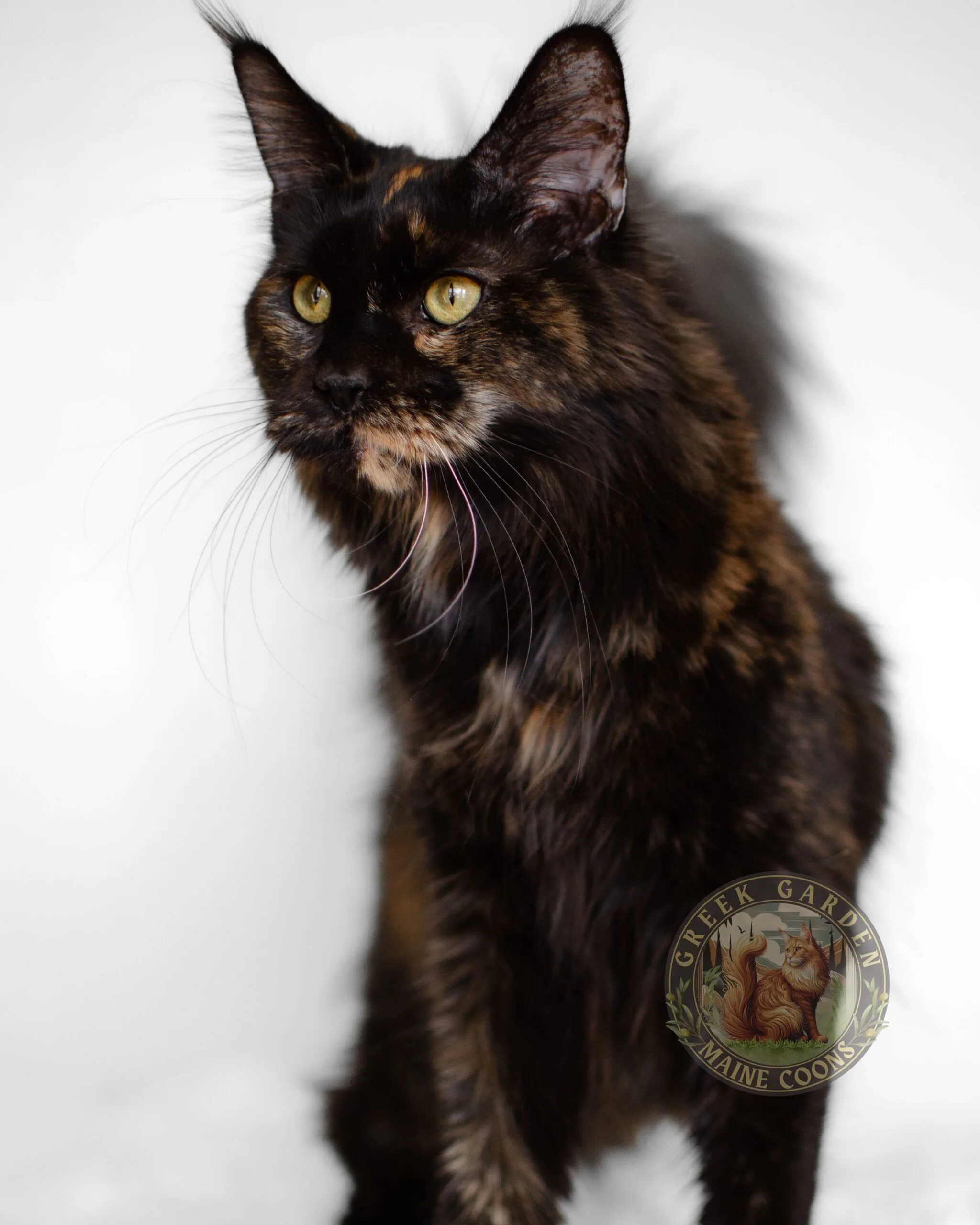 A Maine Coon exploring, earning its nickname 'mountain coon cat' due to its robust and adventurous nature.