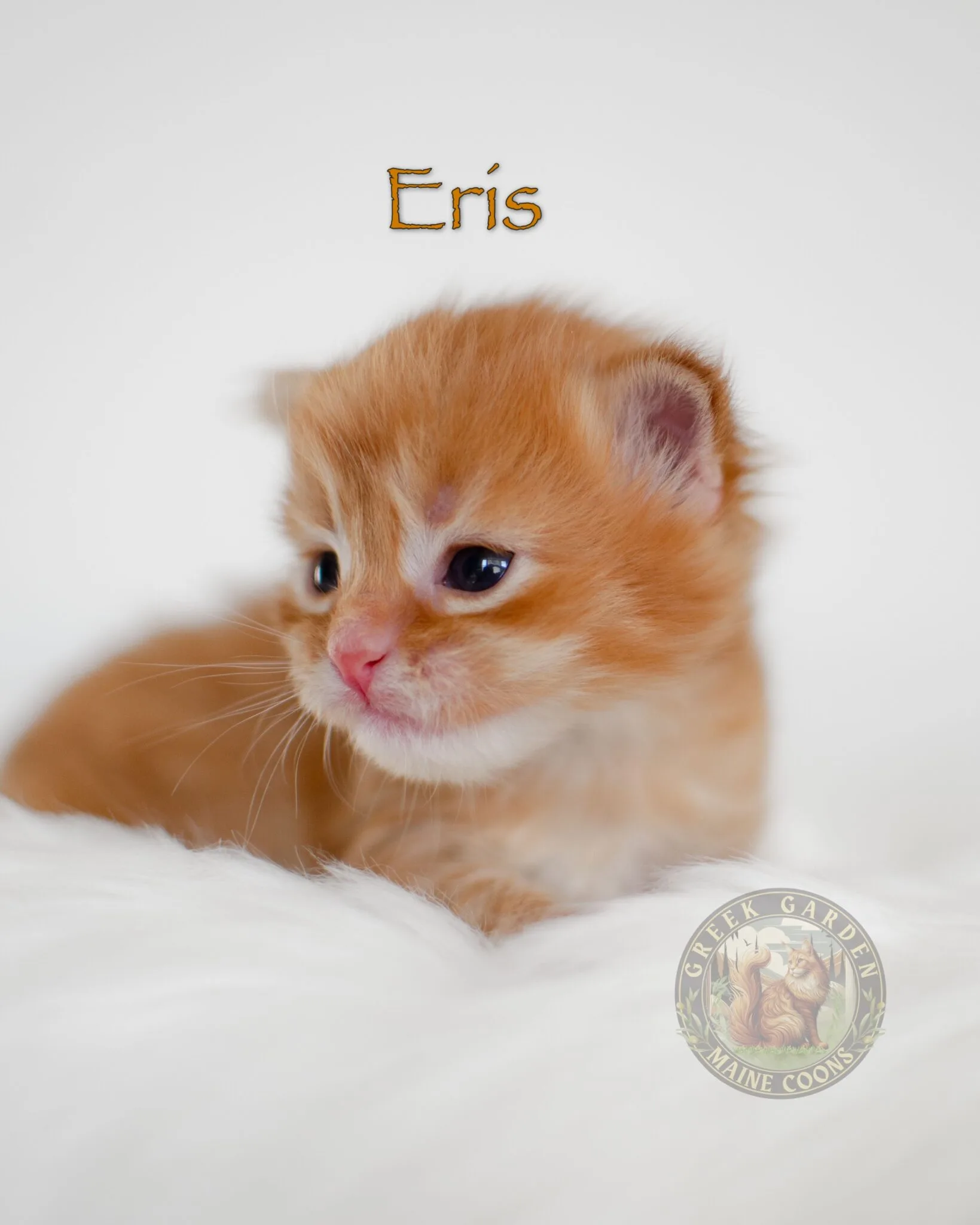 Adorable Red Maine Coon Kittens at 2 Weeks Old