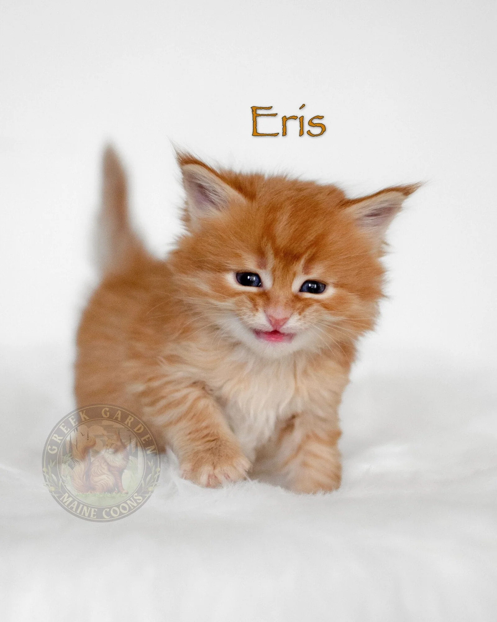 Six-week-old cream Maine Coon kitten on a white blanket, a stunning example of Maine Coon cats for adoption.