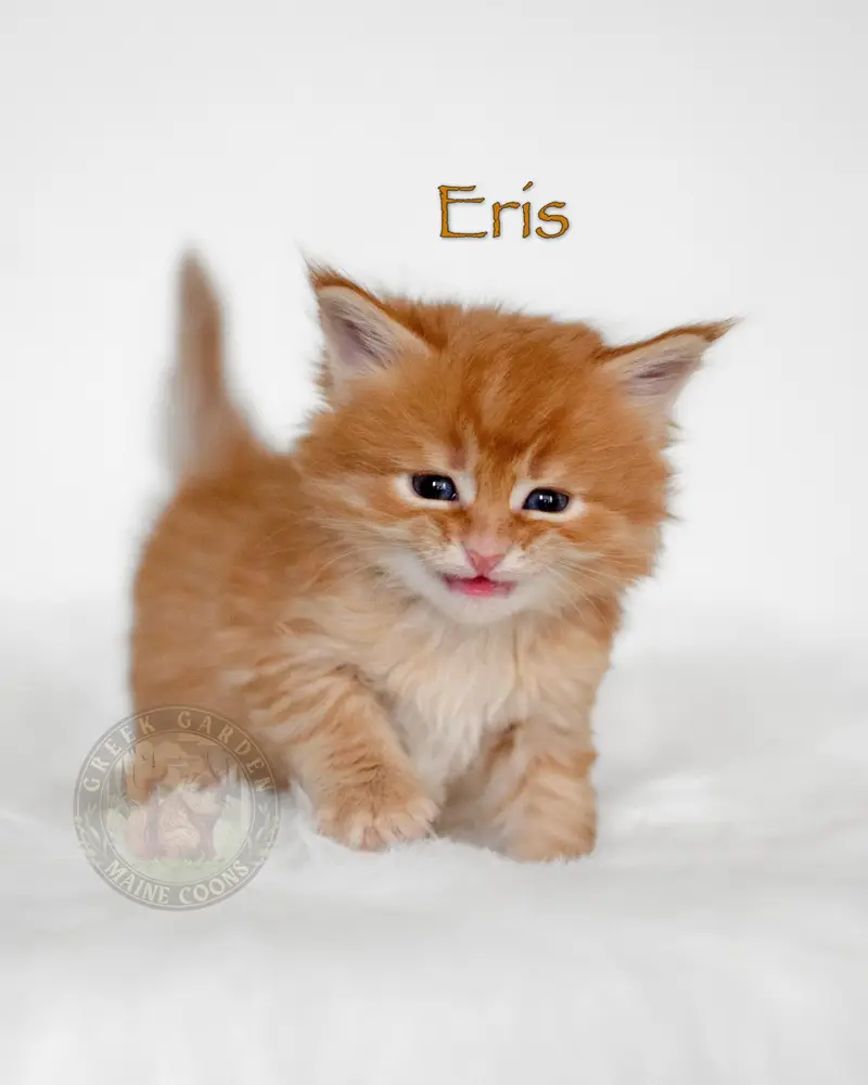 Six-week-old cream Maine Coon kitten on a white blanket, a stunning example of Maine Coon cats for adoption.
