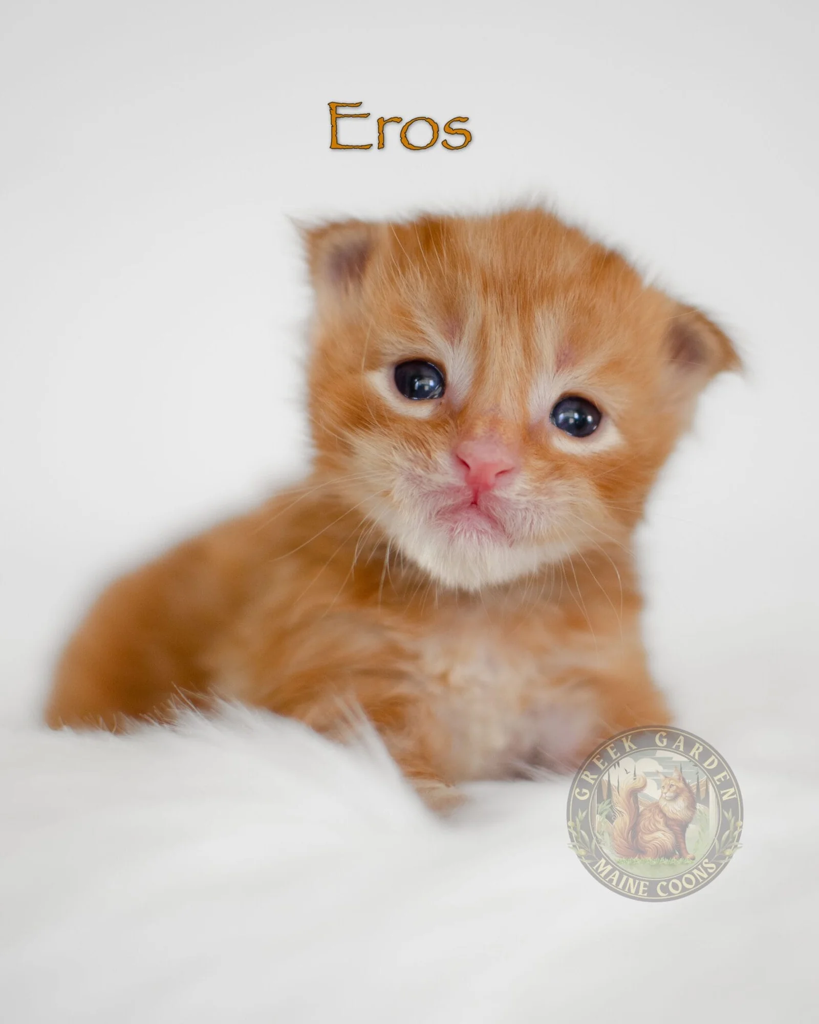 Six-week-old red Maine Coon kitten, bred for health and temperament by a Maine Coon breeder near me.