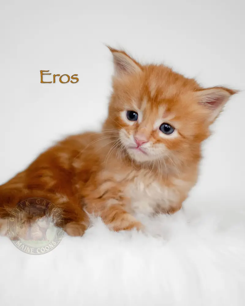 Fluffy cream Maine Coon kitten on a white blanket, ideal for anyone looking for giant Maine Coons with polydactyl traits.